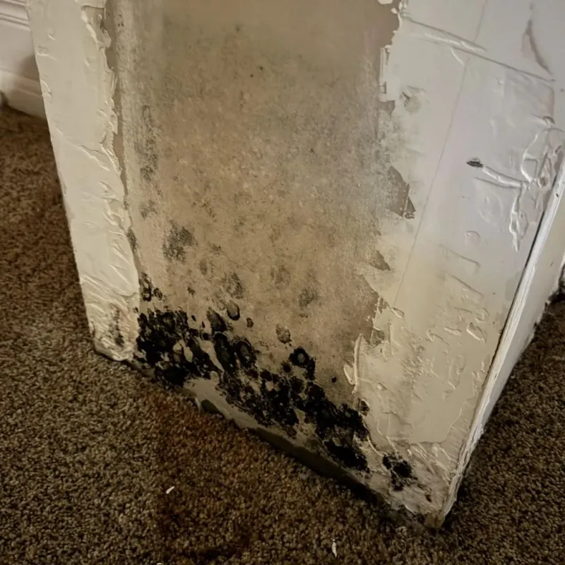 Professional Mold Removal in Chardon, OH